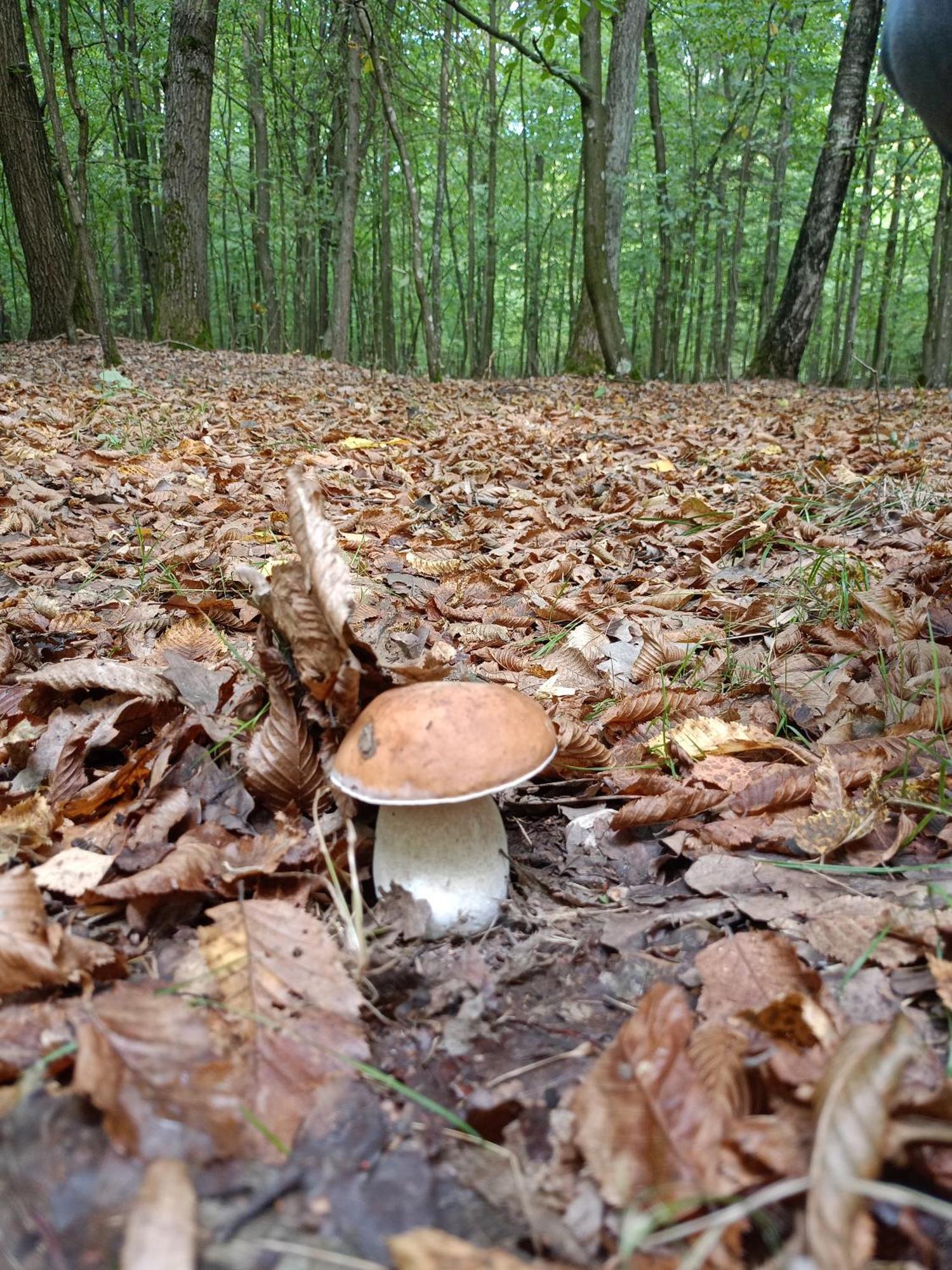 Gosciniec Na Stoku Pokoje 2,3,4 Osobowe, Cisza, Spokoj, Widok Na Stok Narciarski, Lasy, Laki Bobliwo Exteriör bild